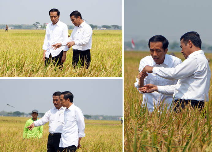 Jokowi Puji Kementan, Amran Pastikan Beras Cukup Hingga Akhir Tahun